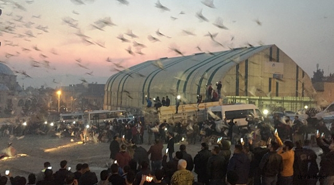 Şanlıurfa semalarına "güvercin döküldü"