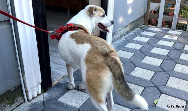 Şanlıurfa’da kayıp köpek aranıyor