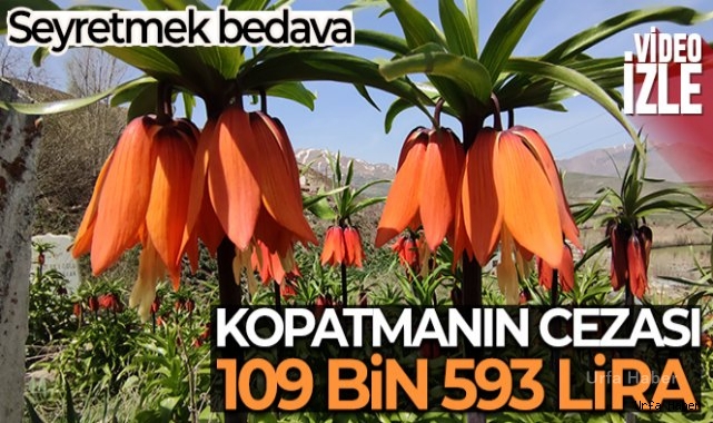 Seyredene bedava, koparana 109 bin 593 lira ceza