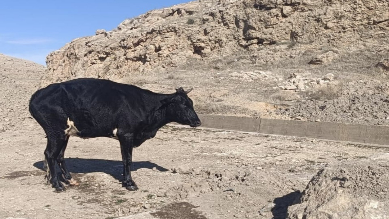 MARDİN’DE SULAMA KANALINA DÜŞEN İNEK, İTFAİYE TARAFINDAN KURTARILDI