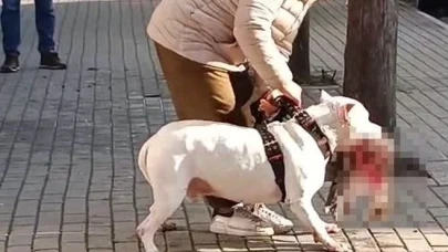 BAŞIBOŞ PİTBULL DEHŞETİ: BİR KÖPEĞİ PARÇALADI, BİR KİŞİYİ YARALADI!