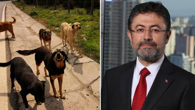 Başıboş Köpek Sorunu: Bakan’dan Net Mesaj!