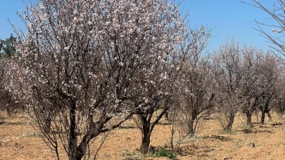 Şanlıurfa’da Badem Ağaçları Erken Çiçek Açtı