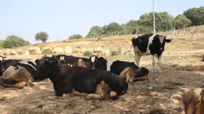 Şap Hastalığına Karşı Karantina Önlemleri