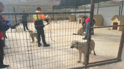 Urfa'da Sahipsiz Hayvanlar İçin Harekete Geçildi